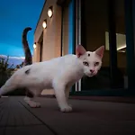 Sea Cats' * Сутиван